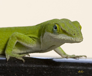 Green Anole 3735